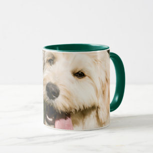 Taza Goldendoodle
