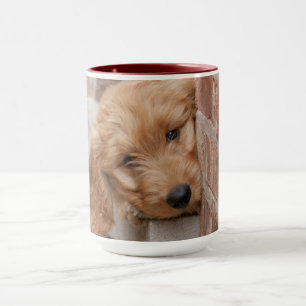 Taza Goldendoodle cachorro picado