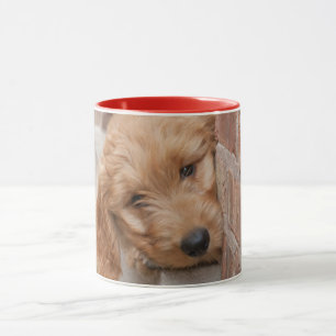 Taza Goldendoodle cachorro picado