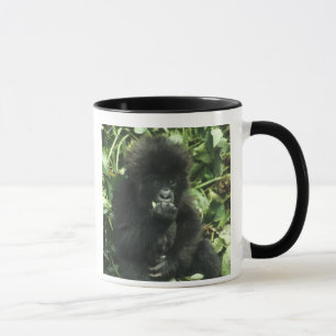 Taza Gorila de montaña, (Gorilla gorilla beringei),