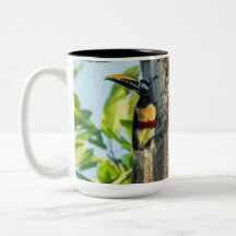 taza grande Castaña-espigada de Aracari