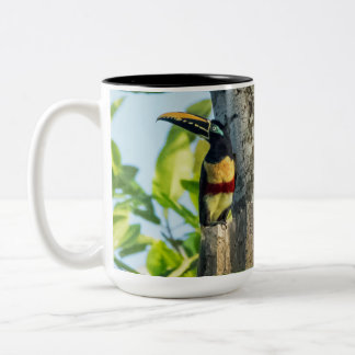 taza grande Castaña-espigada de Aracari