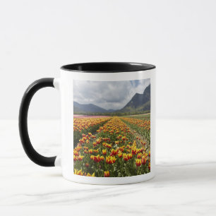 Taza Granja de tulipanes cerca de Agassiz, Columbia Bri