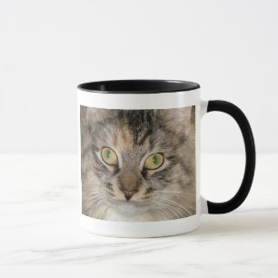 Taza gris del gato de Tabby