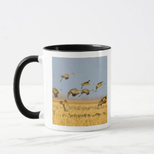 Taza Grullas canadienses aterrizan en campos de maíz