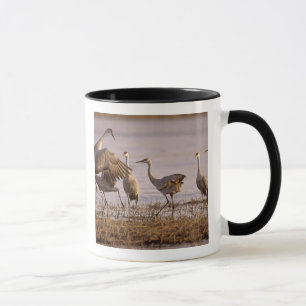 Taza Grullas de la arenosa Grus canadensis) Platte