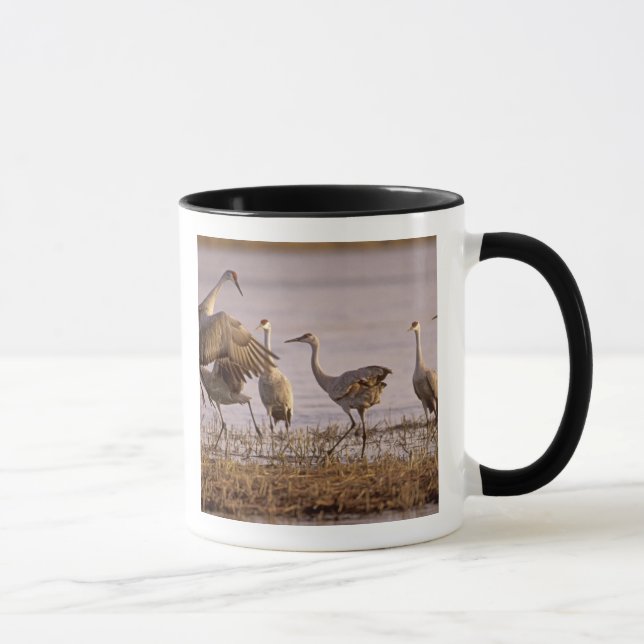 Taza Grullas de la arenosa Grus canadensis) Platte (Derecha)