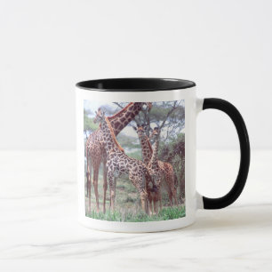 Taza Grupo de jirafas o manada con crías, Giraffa