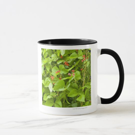 Taza Habas de corredor en flor