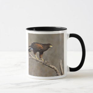 Taza Halconcito de Harris posado rapaz