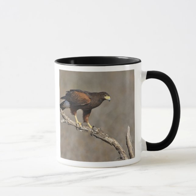 Taza Halconcito de Harris posado rapaz (Derecha)