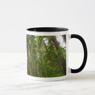 Taza Hasta Redwoods I en el Monumento Nacional Muir Woo