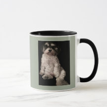 Havanese-ponga la imagen de su perro aquí