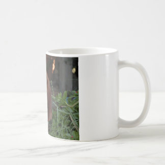 Taza hermosa de Basset Hound