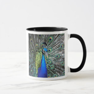 Taza Hermoso pavo real desplegando plumas coloridas