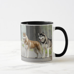 Taza Hermosos perros Husky en un sendero natural