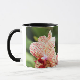 Taza Híbrido de orquídea naranja, Sudáfrica