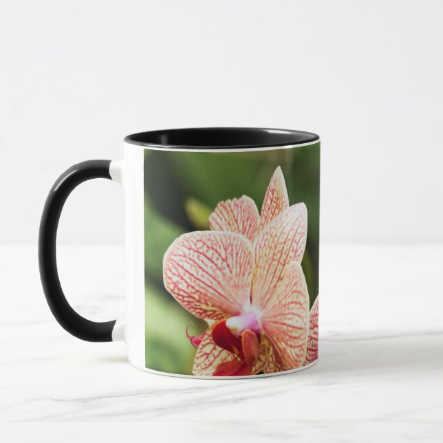 Taza Híbrido de orquídea naranja, Sudáfrica (Izquierda)