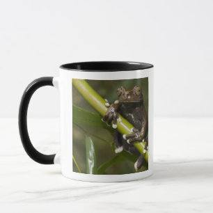 Taza Hiloscirto de rana de árbol Tapichalaca cautiva 2