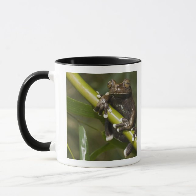 Taza Hiloscirto de rana de árbol Tapichalaca cautiva 2 (Izquierda)