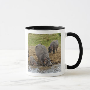 Taza Hipopótamo, Hippopotamus amphibius, Serengeti