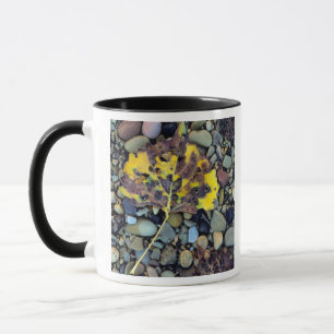 Taza Hoja de álamo de Fremont en llanura de inundación