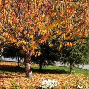 Taza Hojas de otoño vibrantes Patrón de follaje de otoñ