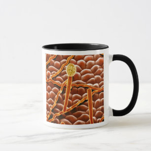 Taza Hongo del moho polvoriento en Poinsettia