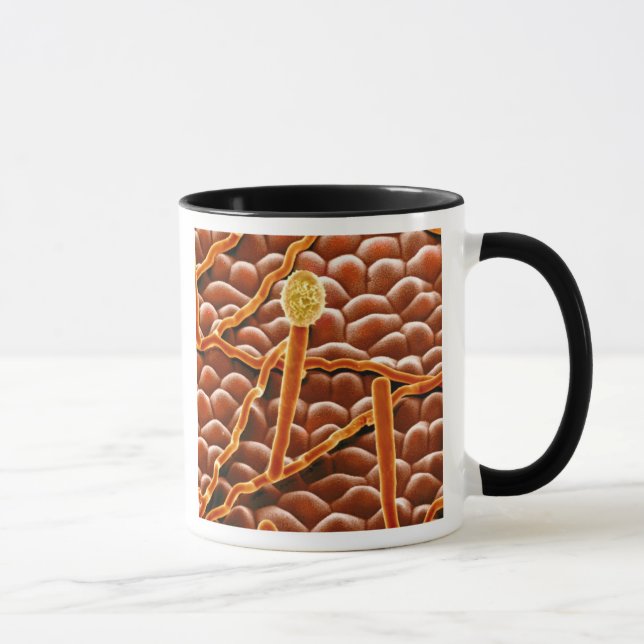 Taza Hongo del moho polvoriento en Poinsettia (Derecha)