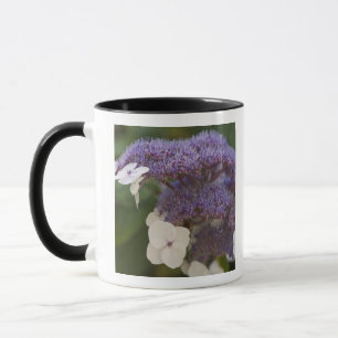 Taza Hortensia en flor, Jardín Chino Dr. Sun Yat-Sen