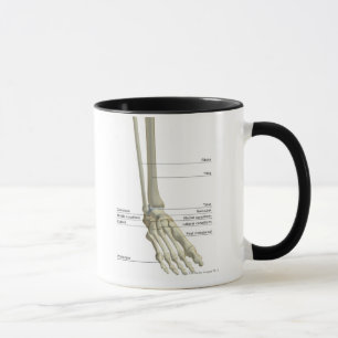Taza Huesos del pie 6