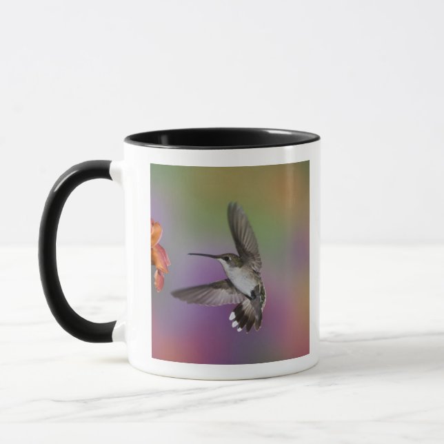 Taza Hummingbird de ruby rota en vuelo (Izquierda)