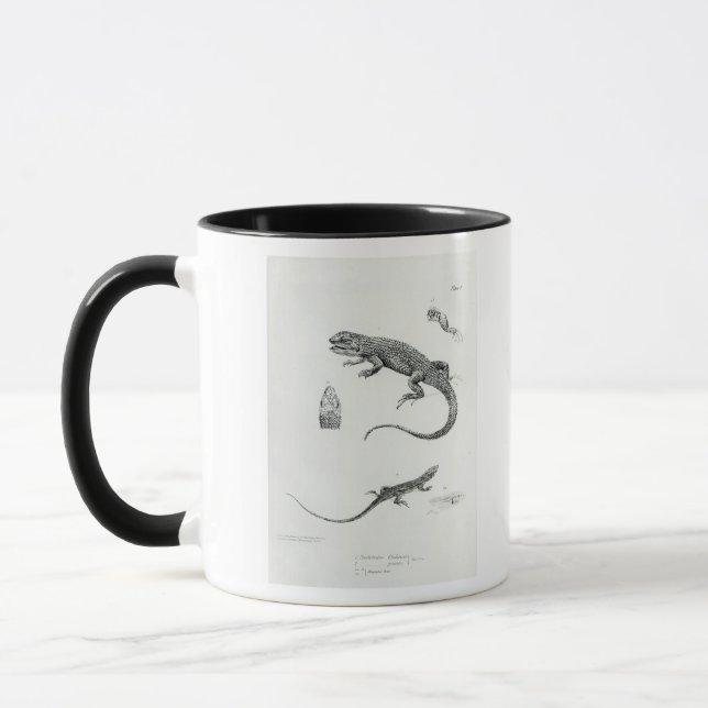 Taza Iguana escalonada (Izquierda)