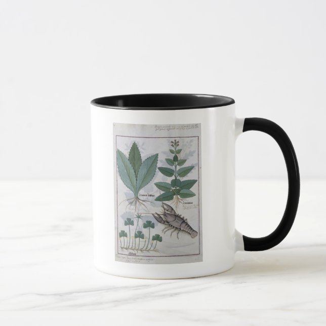 Taza Ilustracion del 'libro de las medicinas simples (Derecha)