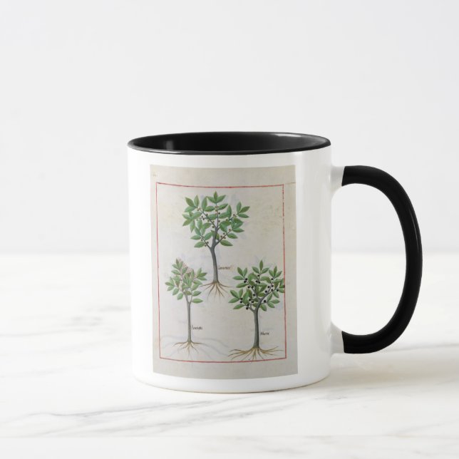 Taza Ilustracion del 'libro de las medicinas simples (Derecha)