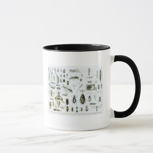 Taza Insectos de la entomología (Derecha)