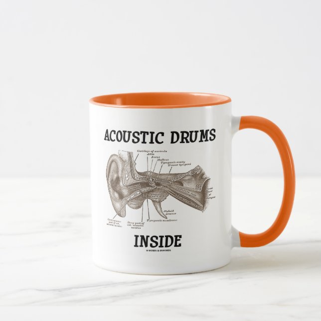Taza Interior acústico de los tambores (anatomía del (Derecha)