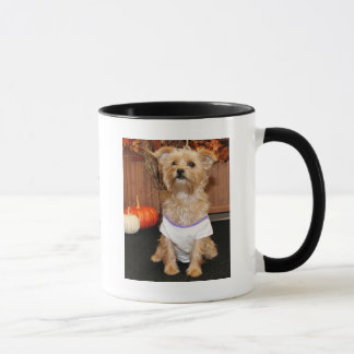 Taza Irene - Shorkie - Photo-3