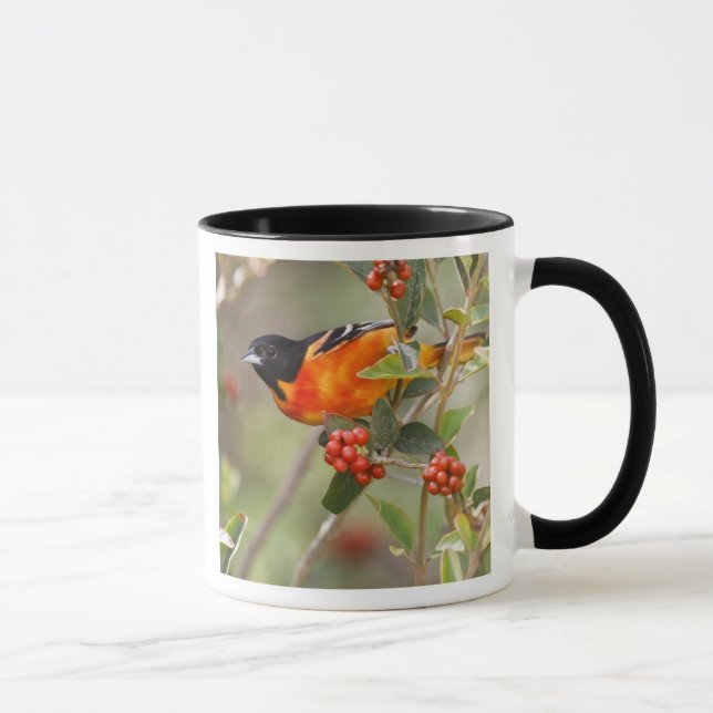 Taza Isla de South Padre, Texas, EE. UU., Oriole de Bal (Derecha)