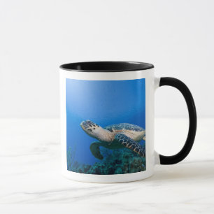 Taza Islas Caimán, Little Cayman Island, Bajo el agua 2