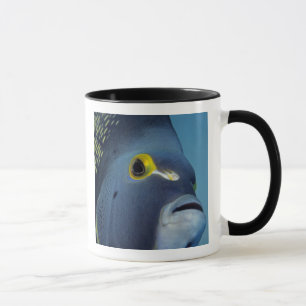 Taza Islas Caimán, Pez ángel francés Pomacanthus