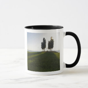 Taza Italia, Toscana, Cipreses en Toscana con