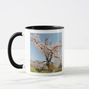 Taza Japón, Kyoto. Cerezo llorón bajo cielo azul