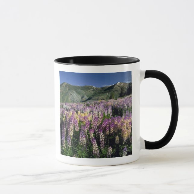 Taza JARBIDGE WILDERNESS, NEVADA. EE. UU. Lupino de esp (Derecha)