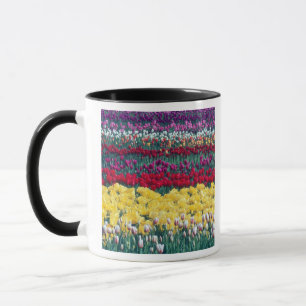 Taza jardín de exhibición de tulipanes en el condado de