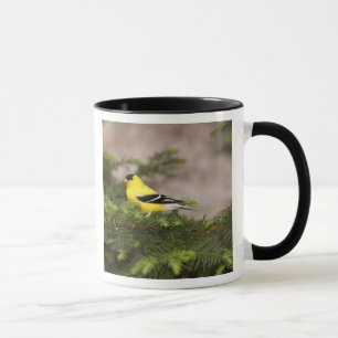 Taza Jilguero americano macho en un árbol