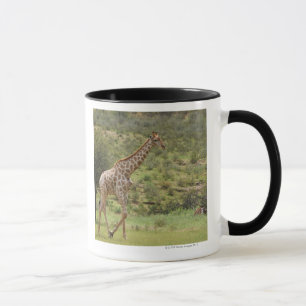Taza Jirafa, camelopardalis del Giraffa, Kgalagadi