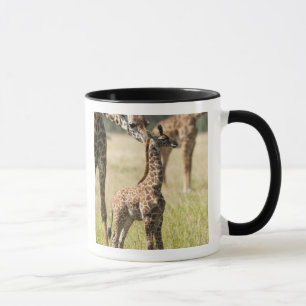 Taza jirafas Masai, Giraffa camelopardalis 2
