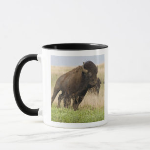 Taza Joven y quisquilloso de bisonte en el pasto alto