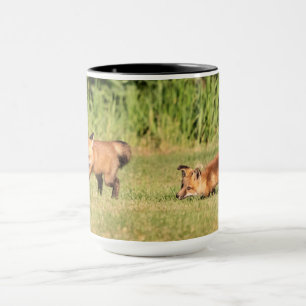 Taza Juego de Red Fox Kits